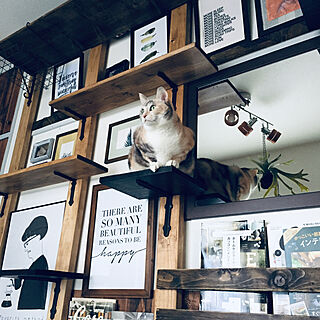 ポスターのある部屋/ディアウォール DIY/猫との暮らし/猫のためのDIY/キャットタワーDIY...などのインテリア実例 - 2019-03-08 10:25:34