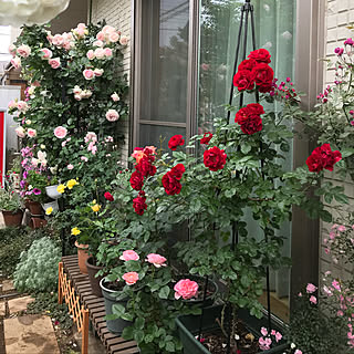 バレリーナ ミニつるバラ舞姫のインテリア実例 Roomclip ルームクリップ バレリーナ ミニつるバラ舞姫のインテリア実例 Roomclip ルームクリップ