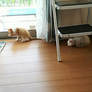 リビング/ねこ/子猫のインテリア実例 - 2016-07-06 14:48:35