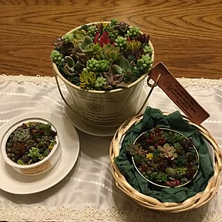 部屋全体/多肉植物寄せ植え/花のある暮らし/ガーデニング/イベント用のインテリア実例 - 2017-03-19 22:22:01