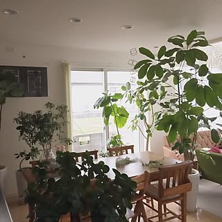 部屋全体/ボタニカルインテリア/植物のある部屋/植物のある暮らし/ボタニカル...などのインテリア実例 - 2016-02-15 16:24:00