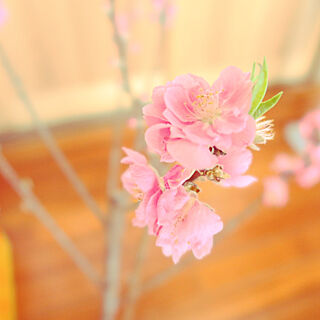 玄関/入り口/ひな祭り/桜/癒しセット/観葉植物のインテリア実例 - 2021-03-02 11:08:25
