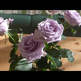リビング/花のある暮らし/薔薇/生花/紫のバラ...などのインテリア実例 - 2019-02-26 10:22:02