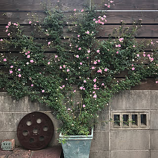 ガーデニング ツル薔薇 舞姫のおしゃれなインテリア 部屋 家具の実例 Roomclip ルームクリップ