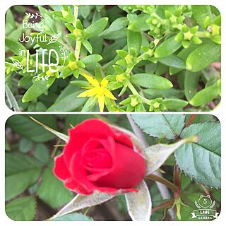 玄関/入り口/黄色い花/ミニ薔薇/赤い薔薇/花のある暮らしのインテリア実例 - 2017-05-09 17:48:37
