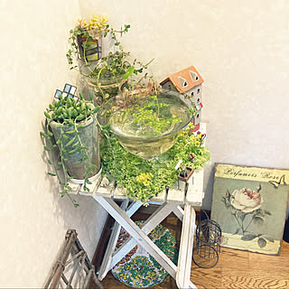 メダカのいる暮らし/くつろぎ空間/グリーン/観葉植物のある暮らし/バス/トイレのインテリア実例 - 2022-09-19 09:34:14