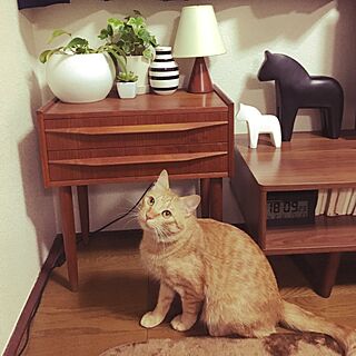 棚/観葉植物/北欧/IKEA/猫のいる生活...などのインテリア実例 - 2017-04-02 18:11:18