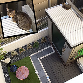 庭 野良猫のおしゃれなインテリアコーディネート レイアウトの実例 Roomclip ルームクリップ