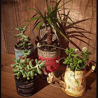 リビング/多肉植物/観葉植物/Brocante/板張り...などのインテリア実例 - 2016-02-26 21:29:22