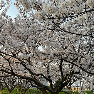 散歩/お花見/桜/癒し/部屋全体のインテリア実例 - 2023-04-02 09:01:14
