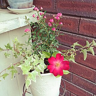 玄関/入り口/植物/植物のある暮らし/おはな♪/ちいさなお庭...などのインテリア実例 - 2016-05-21 11:47:06