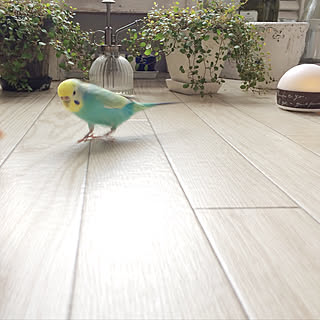 ベッド周り/３つの鉢も霧吹きもコベントガーデン/アロマディフューザー/観葉植物/インコと暮らす...などのインテリア実例 - 2017-09-18 09:54:57