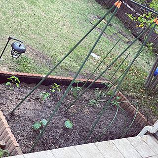 家庭菜園始めました‼/野菜作り/畑作り/家庭菜園/畑...などのインテリア実例 - 2020-05-05 20:40:29
