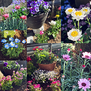 お庭の花たち/お庭/花のある暮らし♡/お庭のある暮らし/お庭のお花♡...などのインテリア実例 - 2022-03-05 16:01:49