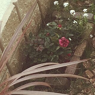 庭/薔薇が好き/ガーデン/フレンチシック/ヨーロピアン調...などのインテリア実例 - 2015-05-11 21:55:28