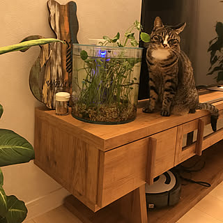 リビング/テレビ周り。癒し系の動物/メダカ水槽/ルンバがいる暮らし/愛猫...などのインテリア実例 - 2018-11-22 06:27:16