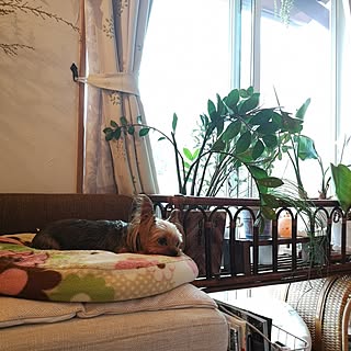 癒し/観葉植物/植物のある暮らし/愛犬と暮らす家/窓際のグリーン...などのインテリア実例 - 2023-09-25 17:17:19