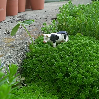 玄関/入り口/多肉植物/セダム/うしさん/みどりの丘...などのインテリア実例 - 2016-05-14 15:24:17