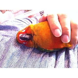 コガネメキシコインコ/ペットのインテリア実例 - 2014-08-16 20:59:09