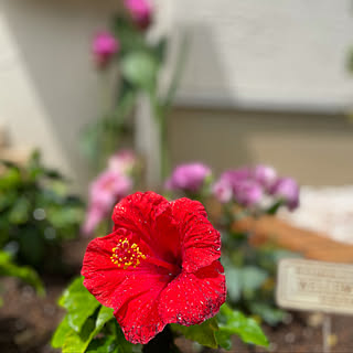 花壇/夏の記録/花のある暮らし/花と暮らす/植物...などのインテリア実例 - 2021-07-31 16:36:13