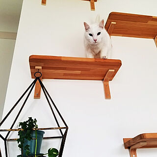 壁/天井/猫と暮らす/DIY/猫がよろこぶ快適な部屋づくり/白猫...などのインテリア実例 - 2022-02-16 09:31:48
