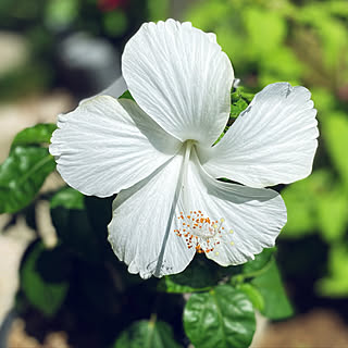 ハイビスカス咲きました♪/ハイビスカス/花のある暮らし/お花のある生活❁/お花のある暮らし...などのインテリア実例 - 2022-09-05 13:29:18