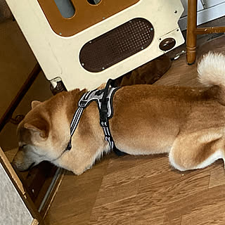 愛犬/壁紙噛まれて剥がれてる/赤ちゃん用ドア/いいね、フォロー本当に感謝デス☺︎/７人家族...などのインテリア実例 - 2021-05-06 22:11:34