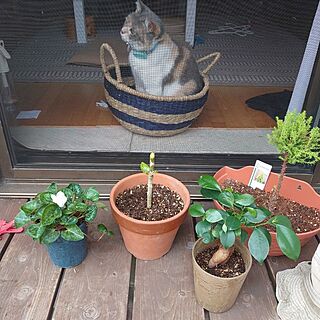 壁/天井/観葉植物/築年数46年以上/お家で楽しむ/古い家を楽しむ...などのインテリア実例 - 2023-06-22 08:07:16