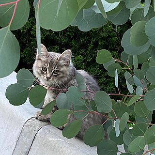 玄関/入り口/今度こそは/庭に住み着く/ポポラスと子猫/生き物大好き...などのインテリア実例 - 2023-08-02 12:52:18