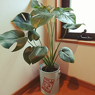 玄関/入り口/ハワイアン雑貨/観葉植物/モンステラ/イルカ...などのインテリア実例 - 2017-08-07 16:29:23