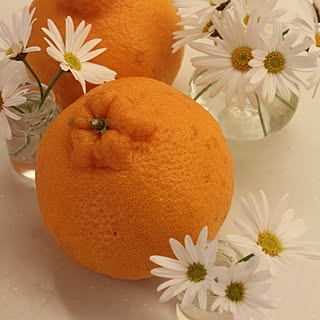 キッチン/植物/写真♡/小瓶が好き♡のインテリア実例 - 2014-04-21 23:56:41