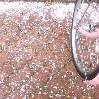 自転車/玄関/入り口/満開/桜/桜吹雪...などのインテリア実例 - 2022-03-30 19:36:35