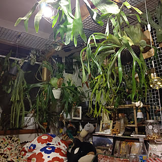 観葉植物のある暮らし/癒しの空間/ボタニカルインテリア/コウモリラン/観葉植物...などのインテリア実例 - 2022-08-26 22:54:32