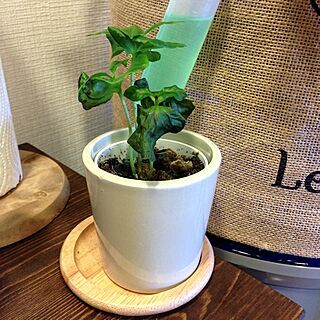 植物/アドバイス下さい/コーヒーの木のインテリア実例 - 2013-08-19 12:50:07
