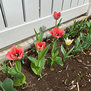 裏庭/チューリップ/花壇/お花のある暮らし/チューリップ開花...などのインテリア実例 - 2023-03-24 12:06:15