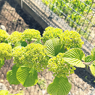 グリーンのある暮らし/ガーデニング♡/アジサイみたい/ライムグリーンの花/植物のある暮らし...などのインテリア実例 - 2021-04-22 13:09:33