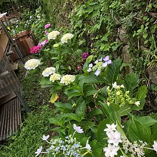 石積みのある庭/山奥/砂利撤去中/紫陽花/カメの池...などのインテリア実例 - 2017-06-30 16:50:08