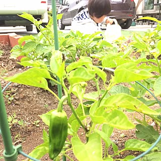 部屋全体/ピーマン/植物/ガーデニング/家庭菜園...などのインテリア実例 - 2017-06-18 20:17:37