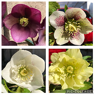 ミヨシのクリスマスローズのインテリア実例 Roomclip ルームクリップ