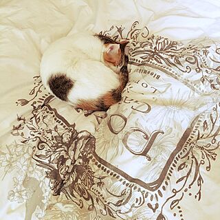 ベッド周り/白/猫のインテリア実例 - 2017-02-11 11:30:56
