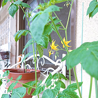 玄関/入り口/植物のある暮らし/家庭菜園/マイクロトマト/マイクロトマト 成長中...などのインテリア実例 - 2021-07-03 08:30:12