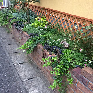 玄関/入り口/夏の花/グリーンのある暮らし/夏の植物/玄関脇の花壇...などのインテリア実例 - 2017-08-23 14:14:19