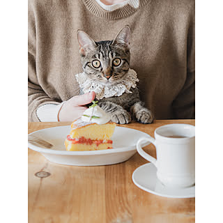 猫のいる暮らし/保護猫と暮らす/猫の日/ヴィクトリアサンドイッチケーキ/IG→kayokoolive です♡...などのインテリア実例 - 2023-02-22 18:05:02