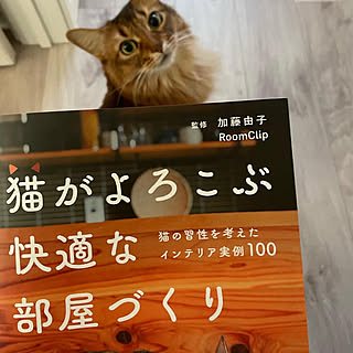 猫がよろこぶ快適な部屋づくり/猫/ソマリ/猫のいる生活/ねこと暮らす...などのインテリア実例 - 2022-02-07 23:08:37