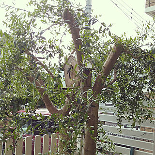 玄関/入り口/オリーブ/オリーブの木/記念樹/シンボルツリー...などのインテリア実例 - 2022-05-07 08:33:02