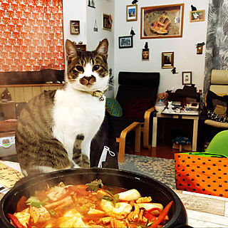 食卓に乗る猫/鍋に興味津々の猫/ねこのいる風景/机のインテリア実例 - 2021-01-26 06:58:52