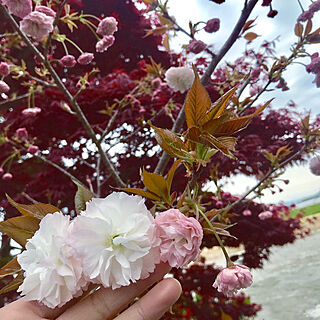 花のある風景/記念樹/八重桜/いつもイイね！ありがとうございます♪/Room Clipとの出会いに感謝✳︎...などのインテリア実例 - 2019-04-11 09:34:29