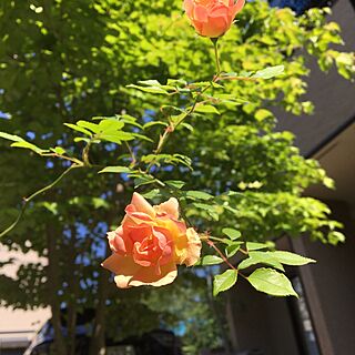 玄関/入り口/バラ/薔薇/フィリスバイドのインテリア実例 - 2017-05-18 09:06:18