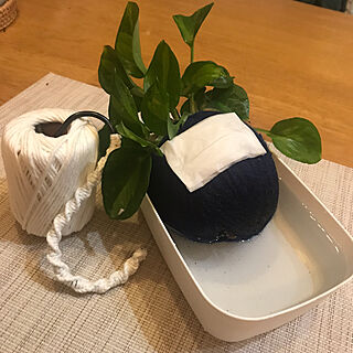 毛糸の苔玉/観葉植物/いいね、フォロー本当に感謝デス☺︎/無言フォロー＆いいねすいません/リビング...などのインテリア実例 - 2023-04-21 20:44:59