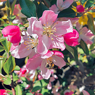 可愛いピンク色/ハナカイドウ/庭の花のインテリア実例 - 2019-04-10 22:28:46